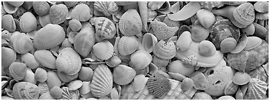 Sea shell carpet close-up, Sanibel Island. Florida, USA (Panoramic black and white)