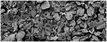 Swamp aquatic plants close-up. Corkscrew Swamp, Florida, USA (Panoramic black and white)