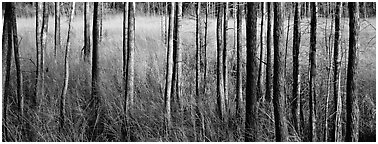 Landscape with trees and grasses. Corkscrew Swamp, Florida, USA (Panoramic black and white)