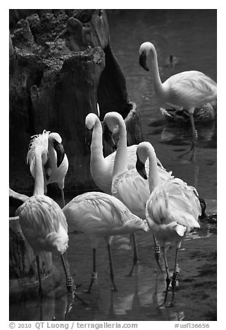 Pink flamingos, Animal Kingdom Theme Park, Walt Disney World. Orlando, Florida, USA