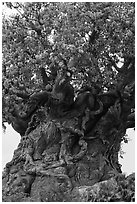 Sculpted tree of life, Animal Kingdom Theme Park, Walt Disney World. Orlando, Florida, USA ( black and white)