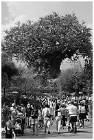 The Tree of Life, centerpiece of Animal Kingdom Theme Park. Orlando, Florida, USA ( black and white)