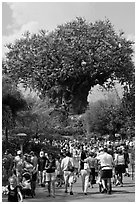 The Tree of Life, centerpiece of Animal Kingdom Theme Park. Orlando, Florida, USA (black and white)