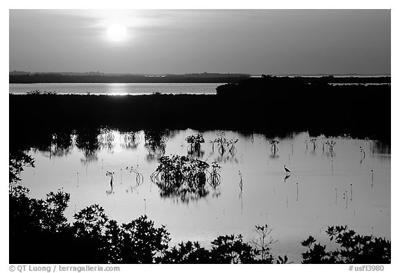 Sun setting over mangrove coast. The Keys, Florida, USA (black and white)