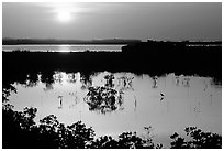 Sun setting over mangrove coast. The Keys, Florida, USA (black and white)