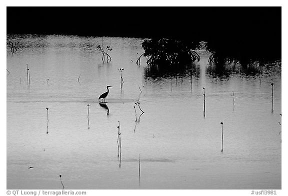 Bird at sunset among mangroves, Cudjoe Key. The Keys, Florida, USA (black and white)