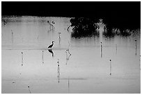 Bird at sunset among mangroves, Cudjoe Key. The Keys, Florida, USA (black and white)