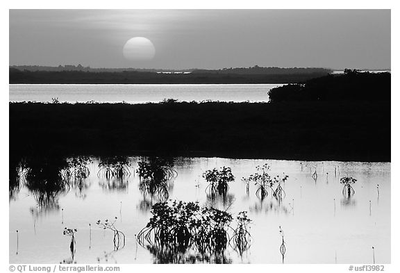 Sunset on mangroves. The Keys, Florida, USA