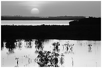 Sunset on mangroves. The Keys, Florida, USA ( black and white)