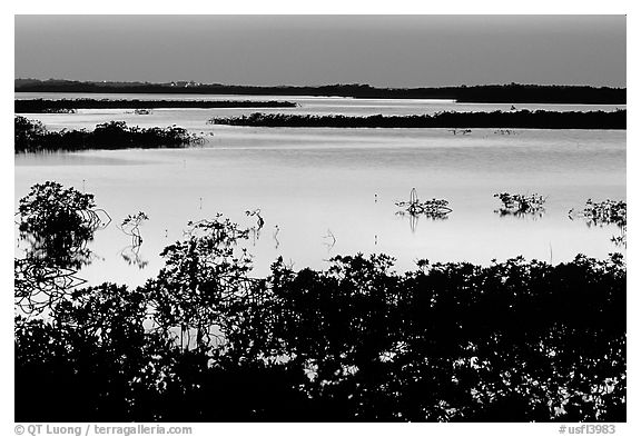 Mangroves after sunset. The Keys, Florida, USA