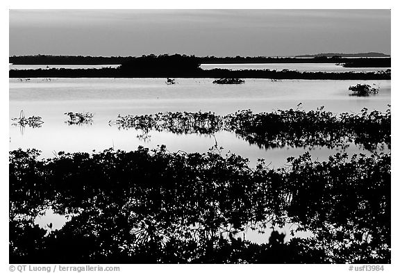 Mangroves at dusk, Cudjoe Key. The Keys, Florida, USA (black and white)
