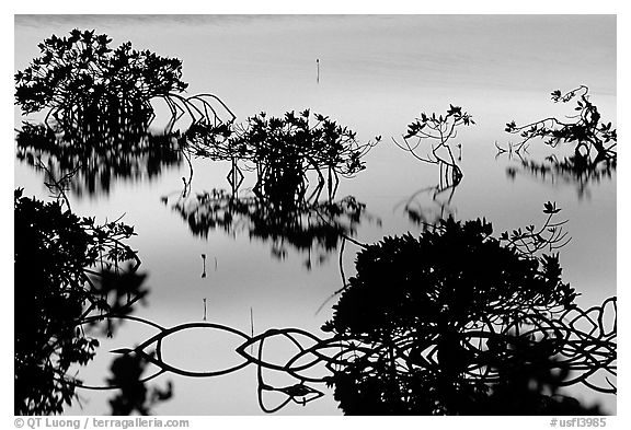 Detail of mangrove shapes, Cudjoe Key. The Keys, Florida, USA (black and white)