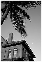 Red house and palm tree. Key West, Florida, USA ( black and white)