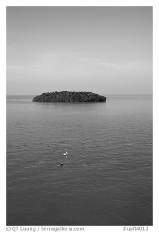 Small island covered with mangroves. The Keys, Florida, USA (black and white)