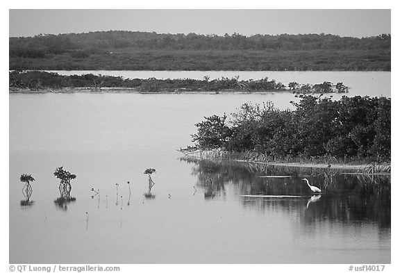 Wading bird at sunset. The Keys, Florida, USA (black and white)