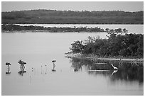 Wading bird at sunset. The Keys, Florida, USA (black and white)