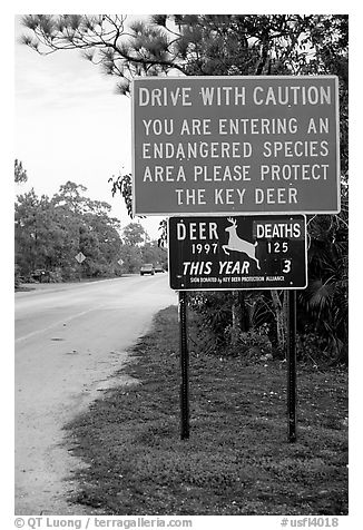 Sign warning about the endangered Key deer, Big Pine Key. The Keys, Florida, USA