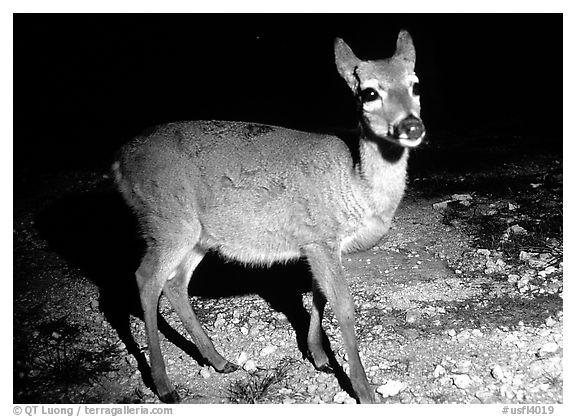 Endangered Key Deer at night, Big Pine Key. The Keys, Florida, USA