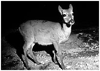 Endangered Key Deer at night, Big Pine Key. The Keys, Florida, USA ( black and white)