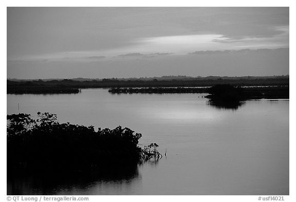 Mangroves shore on cloudy dawn. The Keys, Florida, USA