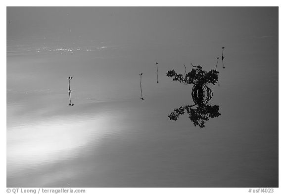 Lone mangrove. The Keys, Florida, USA