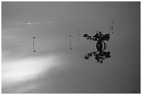 Lone mangrove. The Keys, Florida, USA ( black and white)