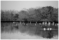 Pond with wading birds, Ding Darling NWR, Sanibel Island. Florida, USA (black and white)