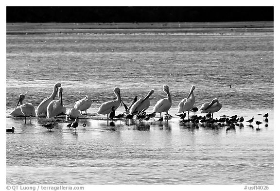 Pelicans and smaller birds, Ding Darling National Wildlife Refuge, Sanibel Island. Florida, USA