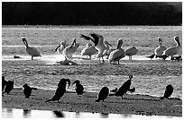 Pelicans splashing, smaller birds standing,  Ding Darling NWR, Sanibel Island. Florida, USA ( black and white)