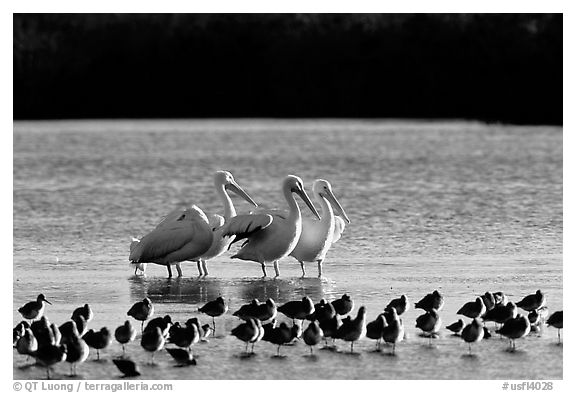 Pelicans dwarf other wading birds, Ding Darling NWR. Sanibel Island, Florida, USA