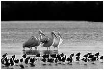 Pelicans dwarf other wading birds, Ding Darling NWR. Florida, USA (black and white)