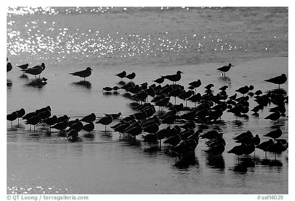 Flock of migrating birds, Ding Darling National Wildlife Refuge, Sanibel Island. Florida, USA (black and white)