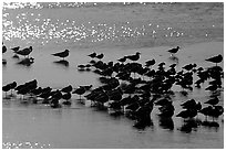 Flock of migrating birds, Ding Darling National Wildlife Refuge, Sanibel Island. Florida, USA ( black and white)
