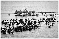 Large gathering of birds, Ding Darling National Wildlife Refuge, Sanibel Island. Florida, USA ( black and white)