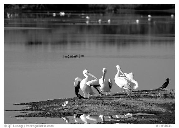 Wading birds in large pond, Ding Darling National Wildlife Refuge, Sanibel Island. Florida, USA