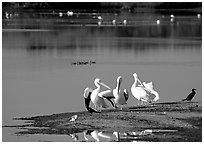 Wading birds in large pond, Ding Darling National Wildlife Refuge, Sanibel Island. Florida, USA (black and white)