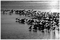 Large flock of birds at sunset, Ding Darling NWR. Florida, USA (black and white)