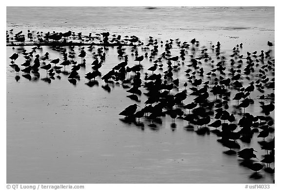 Flock of birds with sunset colors reflected, Ding Darling NWR, Sanibel Island. Florida, USA (black and white)