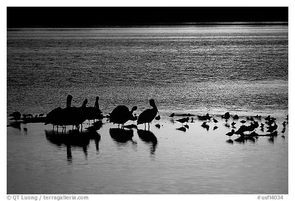 Pelicans and other birds at sunset, Ding Darling NWR, Sanibel Island. Florida, USA (black and white)