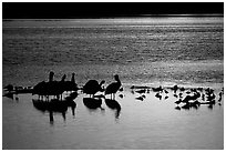 Pelicans and other birds at sunset, Ding Darling NWR, Sanibel Island. Florida, USA (black and white)