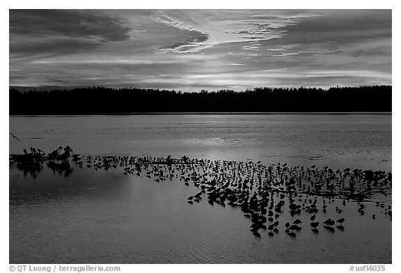 Large pond with birds at sunset under colorful sky, Ding Darling NWR. Florida, USA