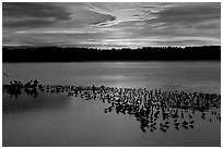 Large pond with birds at sunset under colorful sky, Ding Darling NWR. Florida, USA ( black and white)