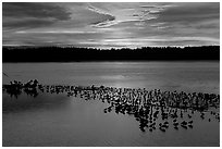 Large pond with birds at sunset under colorful sky, Ding Darling NWR. Florida, USA (black and white)