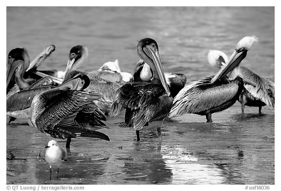 Pelicans, Sanibel Island. Florida, USA