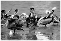 Pelicans, Sanibel Island. Florida, USA (black and white)