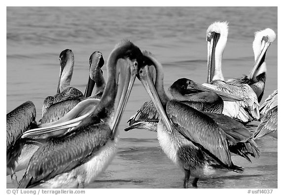 Pelicans, Sanibel Island. Florida, USA (black and white)