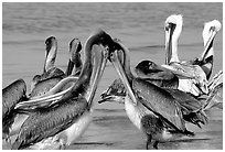 Pelicans, Sanibel Island. Florida, USA ( black and white)