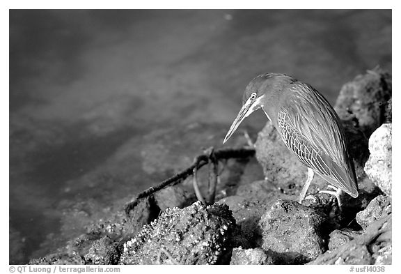 Green-backed heron, Ding Darling NWR, Sanibel Island. Florida, USA (black and white)