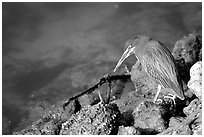 Green-backed heron, Ding Darling NWR, Sanibel Island. Florida, USA ( black and white)