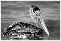 Pelican floating on water, Sanibel Island. Florida, USA (black and white)